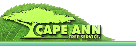 Cape Ann Tree Service, Inc. - based in Gloucester, MA and serving the North Shore area of Massachusetts